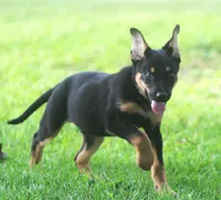 Roscoe, a male German Shepherd Dog and Rottweiler for sale in Lansing, MI – 6 of 10