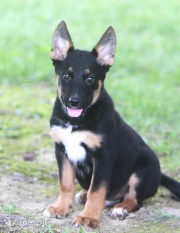Zack – German Shepherd Dog, Rottweiler puppy for sale in Lansing, MI