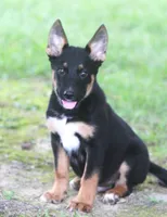 Zack, a male German Shepherd Dog and Rottweiler for sale in Lansing, MI – 1 of 8