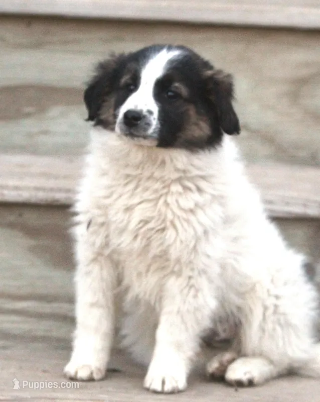 Misty, a female Australian Shepherd and Labrador Retriever for sale in Lansing, MI – Photo 1 of 6