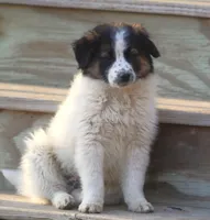 Misty, a female Australian Shepherd and Labrador Retriever for sale in Lansing, MI – Photo 3 of 6