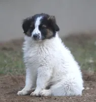 Misty, a female Australian Shepherd and Labrador Retriever for sale in Lansing, MI – Photo 2 of 6