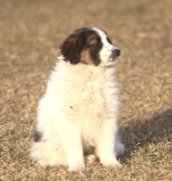 Misty, a female Australian Shepherd and Labrador Retriever for sale in Lansing, MI – Photo 4 of 6