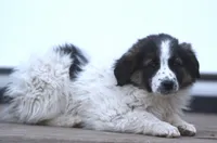 Misty, a female Australian Shepherd and Labrador Retriever for sale in Lansing, MI – Photo 5 of 6