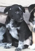 Becca, a female Australian Shepherd and Labrador Retriever for sale in Lansing, MI – Photo 1 of 2