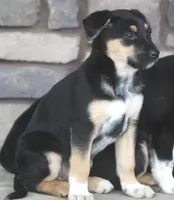 Jessie, a female Australian Shepherd and Labrador Retriever for sale in Lansing, MI – Photo 2 of 2