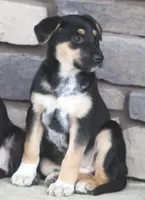 Jessie, a female Australian Shepherd and Labrador Retriever for sale in Lansing, MI – Photo 1 of 2