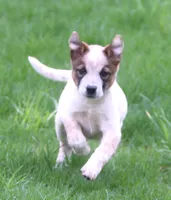 Lola, a female Australian Shepherd and Labrador Retriever for sale in Lansing, MI – 2 of 8