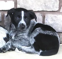 Flynn, a male Australian Shepherd and Labrador Retriever for sale in Lansing, MI – Photo 3 of 6