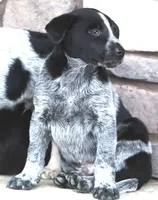 Flynn, a male Australian Shepherd and Labrador Retriever for sale in Lansing, MI – Photo 1 of 6