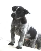 Flynn, a male Australian Shepherd and Labrador Retriever for sale in Lansing, MI – Photo 4 of 6