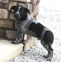Flynn, a male Australian Shepherd and Labrador Retriever for sale in Lansing, MI – Photo 6 of 6