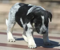 Bo, a male Australian Shepherd and Labrador Retriever for sale in Lansing, MI – Photo 4 of 4