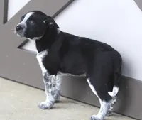 Finn, a male Australian Shepherd and Labrador Retriever for sale in Lansing, MI – Photo 4 of 4