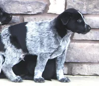 Flynn, a male Australian Shepherd and Labrador Retriever for sale in Lansing, MI – Photo 2 of 6