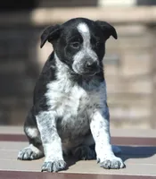Bo, a male Australian Shepherd and Labrador Retriever for sale in Lansing, MI – Photo 1 of 4