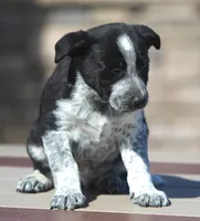 Bo, a male Australian Shepherd and Labrador Retriever for sale in Lansing, MI – Photo 2 of 4