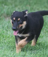 Jayne, a female German Shepherd Dog and Rottweiler for sale in Lansing, MI – 2 of 9