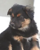 Lola, a female Australian Shepherd and Labrador Retriever for sale in Lansing, MI – Photo 1 of 4