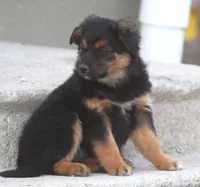 Lola, a female Australian Shepherd and Labrador Retriever for sale in Lansing, MI – Photo 2 of 4