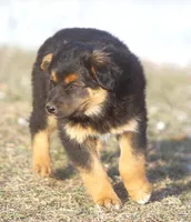 Lola, a female Australian Shepherd and Labrador Retriever for sale in Lansing, MI – Photo 3 of 4