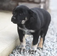 Noah, a female Australian Shepherd and Labrador Retriever for sale in Lansing, MI – Photo 2 of 3
