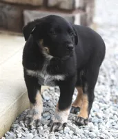 Noah, a female Australian Shepherd and Labrador Retriever for sale in Lansing, MI – Photo 1 of 3