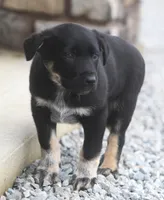Noah, a female Australian Shepherd and Labrador Retriever for sale in Lansing, MI – Photo 3 of 3
