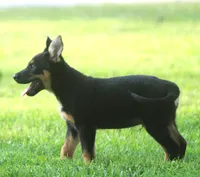 Roscoe, a male German Shepherd Dog and Rottweiler for sale in Lansing, MI – 2 of 10