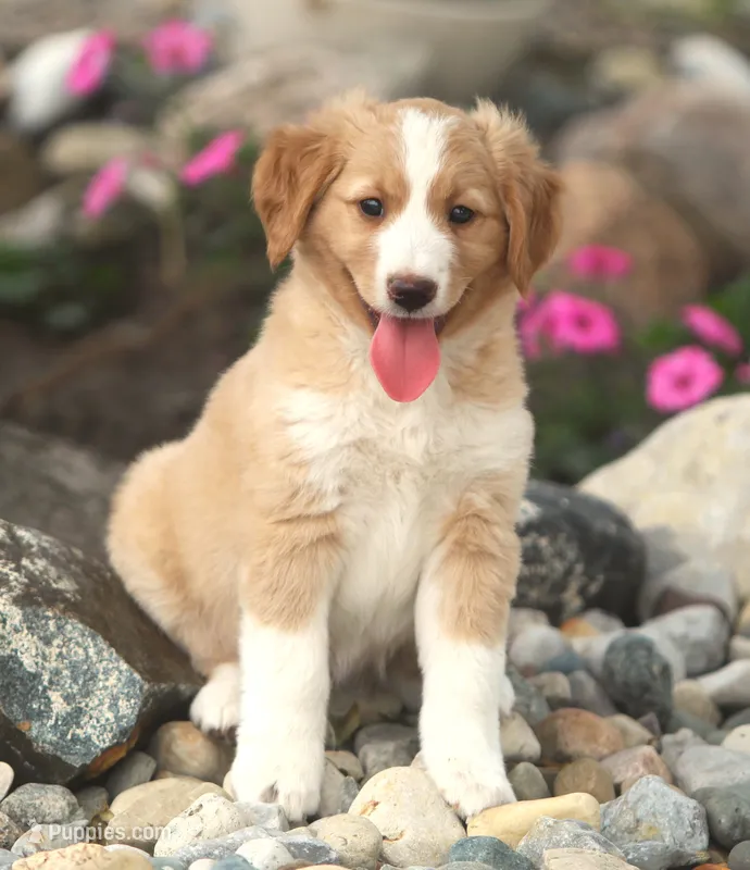 Casey – German Shepherd Dog, Golden Retriever puppy for sale in Lansing, MI