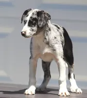 Zoey, a female Australian Shepherd and Labrador Retriever for sale in Lansing, MI – 6 of 7