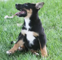 Blue, a male German Shepherd Dog and Rottweiler for sale in Lansing, MI – 5 of 9