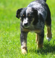 Joker, a female Australian Shepherd and Labrador Retriever for sale in Lansing, MI – 6 of 6