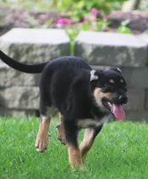 Jayne, a female German Shepherd Dog and Rottweiler for sale in Lansing, MI – 3 of 9