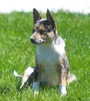 Aria, a male Australian Shepherd and Labrador Retriever for sale in Lansing, MI – 3 of 7