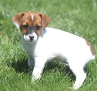 Zoey, a female Jack Russell Terrier for sale in Lansing, MI – Photo 2 of 3