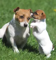 Zoey, a female Jack Russell Terrier for sale in Lansing, MI – Photo 3 of 3