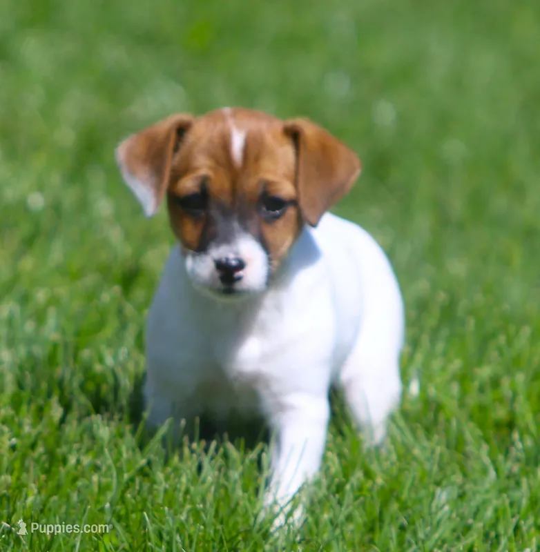 Zoey – Jack Russell Terrier puppy for sale in Lansing, MI