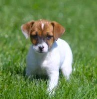 Zoey, a female Jack Russell Terrier for sale in Lansing, MI – Photo 1 of 3