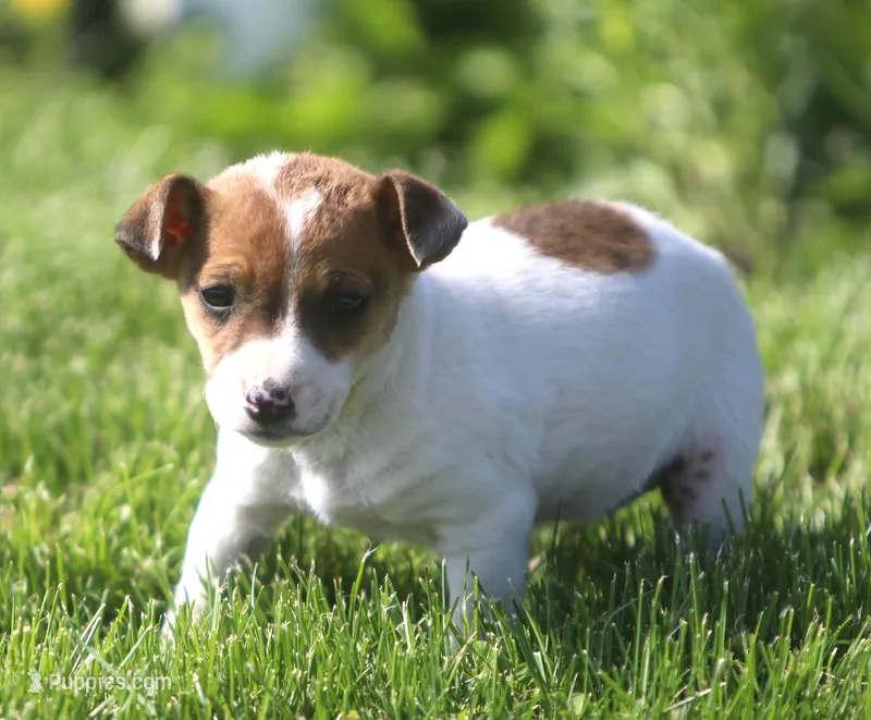 Little Nan – Jack Russell Terrier puppy for sale in Lansing, MI