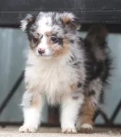 Gigi, a female Miniature Australian Shepherd for sale in Lansing, MI – Photo 2 of 2