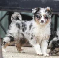 Gigi, a female Miniature Australian Shepherd for sale in Lansing, MI – Photo 1 of 2