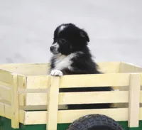 Teeny, a female Miniature Australian Shepherd for sale in Lansing, MI – Photo 2 of 4