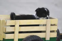 Teeny, a female Miniature Australian Shepherd for sale in Lansing, MI – Photo 3 of 4