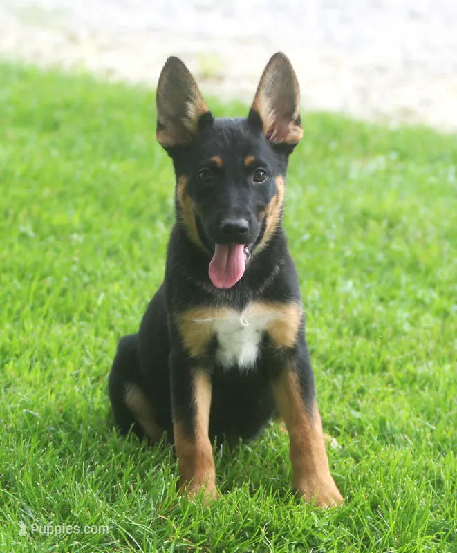 Zoey – German Shepherd Dog, Rottweiler puppy for sale in Lansing, MI