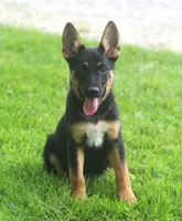 Zoey, a female German Shepherd Dog and Rottweiler for sale in Lansing, MI – 1 of 7