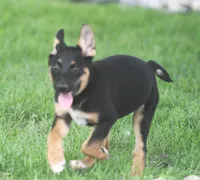 Zoey, a female German Shepherd Dog and Rottweiler for sale in Lansing, MI – 2 of 7