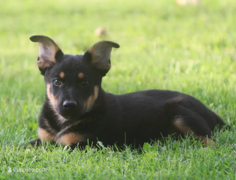 Roscoe – German Shepherd Dog, Rottweiler puppy for sale in Lansing, MI