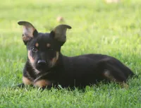 Roscoe, a male German Shepherd Dog and Rottweiler for sale in Lansing, MI – 1 of 10