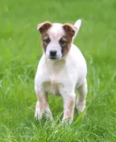 Lola, a female Australian Shepherd and Labrador Retriever for sale in Lansing, MI – 5 of 8